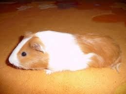 images_10.jpg