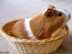 images_9.jpg